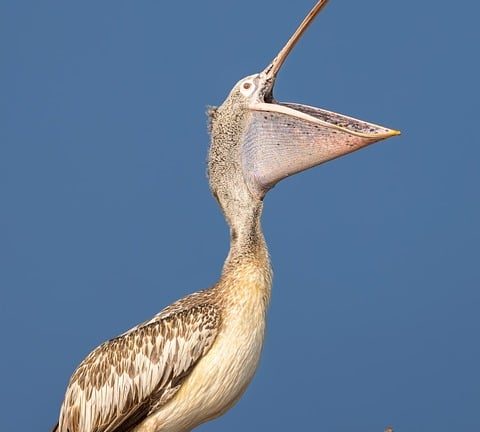 Hitting the High Notes: The Artistic Skating Competition