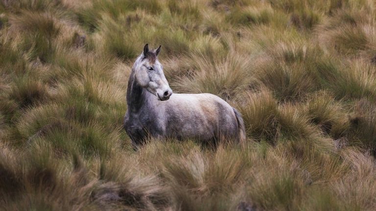 Dream Big: Inspiring Stories of Success in the International English Olympiad