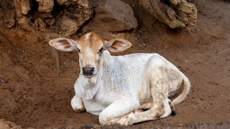 The Power of Partnership: Eduheal Foundation’s Collaborative Efforts in Education and Healthcare