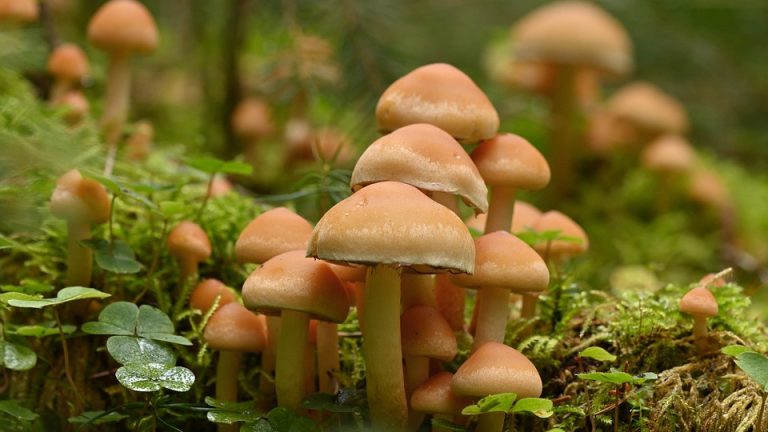 Breaking the Cycle: eduheal foundation‘s Work to Address Health Disparities in Schools