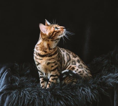 Empowering Education: Eduheal Foundation Brings Quality Healthcare to Schools