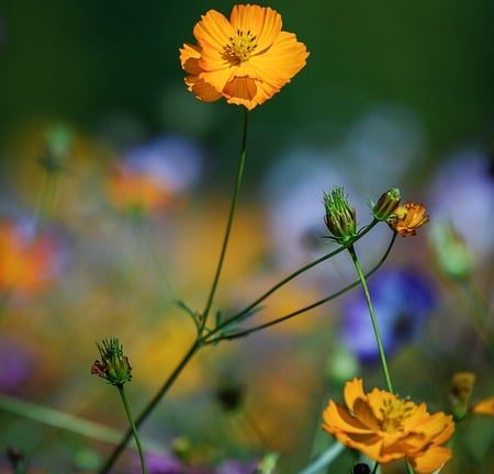 A New Era of EHF Dominance: Can the Next-Gen Handballers Deliver?