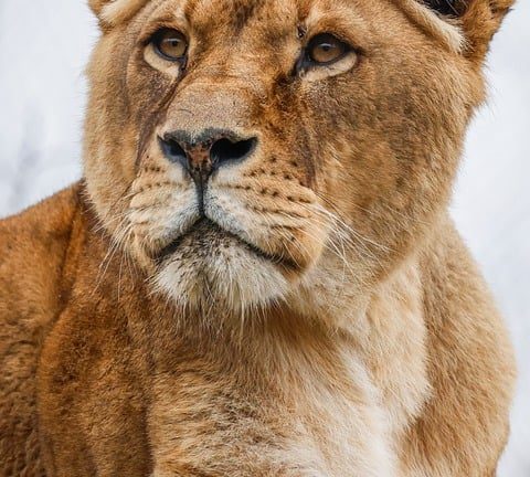 EHF olympiad: A Platform for the Future, a Test of Endurance for the Best